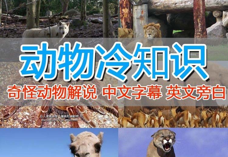 （6312期）外面卖1699的国外纪录片解说（动物解说、美食、动画片）稳过中视频网创吧-网创项目资源站-副业项目-创业项目-搞钱项目网创吧